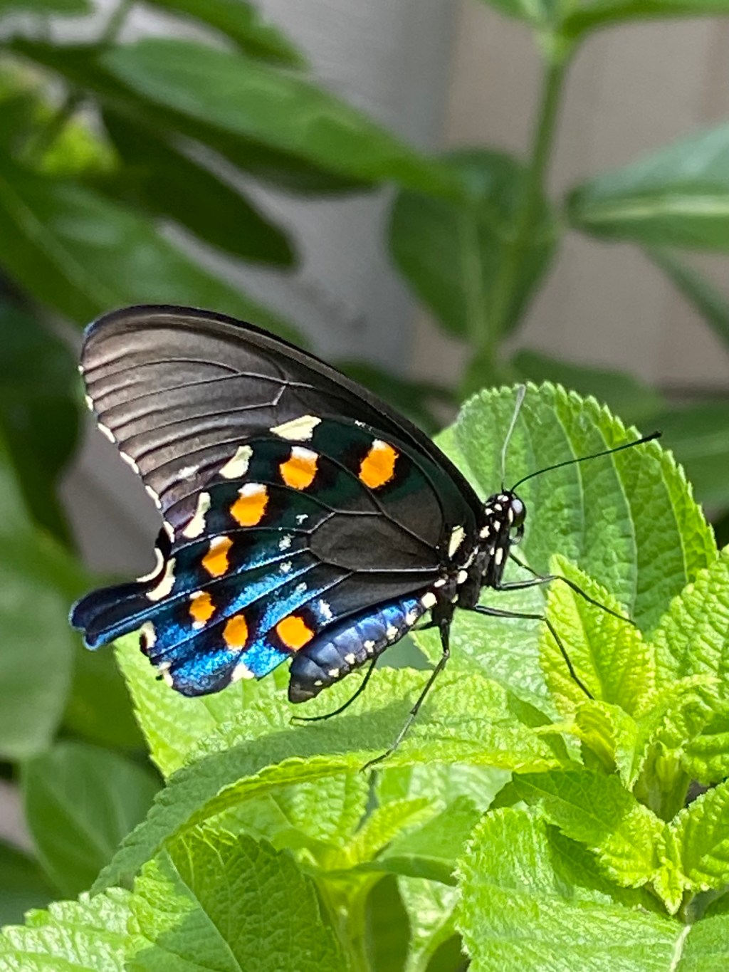 About Pipevine Swallowtails